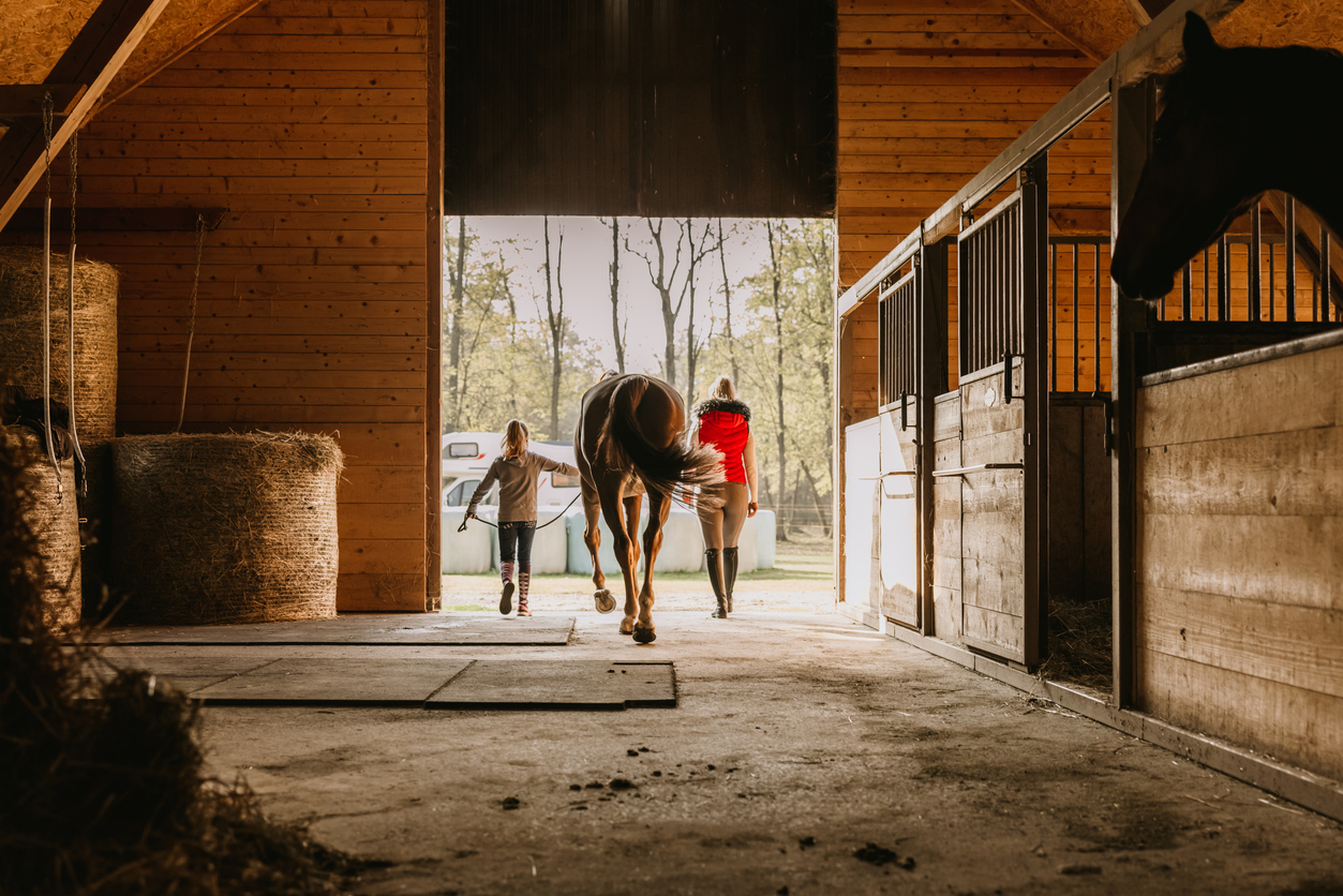 Indoor vs Outdoor Equine Sessions Adapting PTSD Therapy Programs